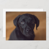 最も可愛い赤ん坊の動物 |黒いラブラドール子犬 サンキューカード (正面/裏面)