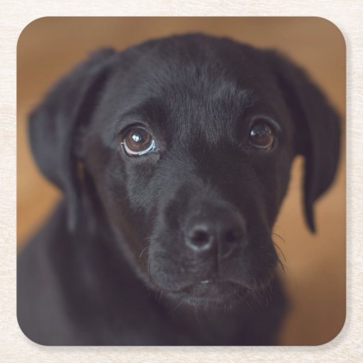 最も可愛い赤ん坊の動物 |黒いラブラドール子犬 スクエアペーパーコースター (正面)