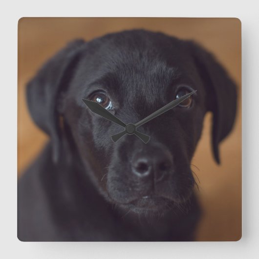 最も可愛い赤ん坊の動物 |黒いラブラドール子犬 スクエア壁時計 (正面)
