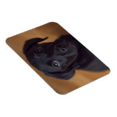 最も可愛い赤ん坊の動物 |黒いラブラドール子犬 マグネット (右側)