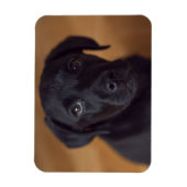最も可愛い赤ん坊の動物 |黒いラブラドール子犬 マグネット (縦)
