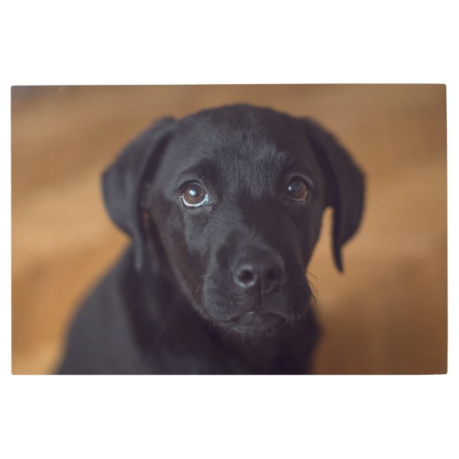 最も可愛い赤ん坊の動物 |黒いラブラドール子犬 メタルプリント (正面)