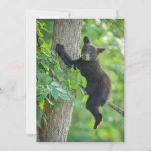 最も可愛い赤ん坊の動物 黒クマの子 サンキューカード