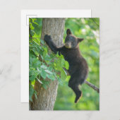 最も可愛い赤ん坊の動物 |黒クマの子 ポストカード (正面/裏面)