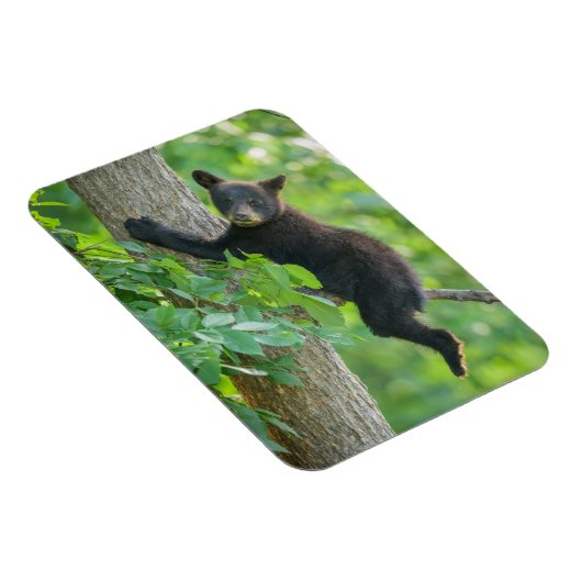 最も可愛い赤ん坊の動物 |黒クマの子 マグネット (右側)