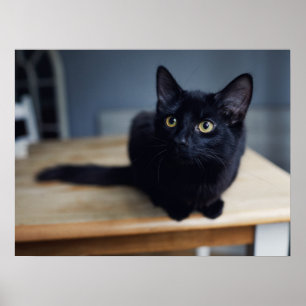 最も可愛い赤ん坊の動物  黒猫のポートレート ポスター