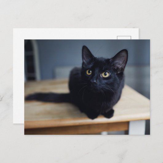 最も可愛い赤ん坊の動物 |黒猫のポートレート ポストカード