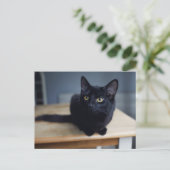 最も可愛い赤ん坊の動物 |黒猫のポートレート ポストカード (スタンド正面)