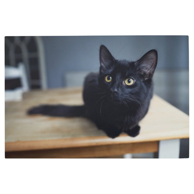 最も可愛い赤ん坊の動物 |黒猫のポートレート メタルプリント (正面)
