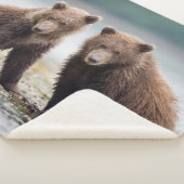 最も可愛い赤ん坊の動物 | 2つのクマの子ネコ シェルパブランケット (3/4)