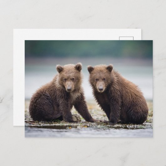 最も可愛い赤ん坊の動物 | 2つのクマの子ネコ ポストカード (正面/裏面)