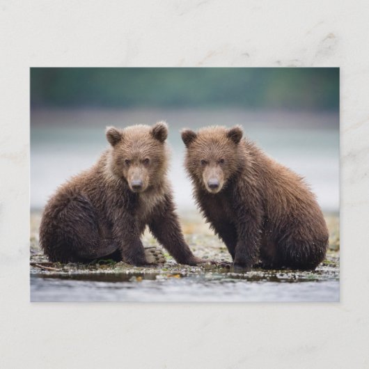 最も可愛い赤ん坊の動物 | 2つのクマの子ネコ ポストカード (正面)