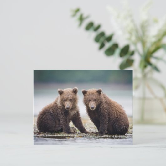 最も可愛い赤ん坊の動物 | 2つのクマの子ネコ ポストカード (スタンド正面)