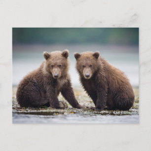 最も可愛い赤ん坊の動物 2つのクマの子ネコ ポストカード