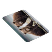 最も可愛い赤ん坊の動物 | 2つのクマの子ネコ マグネット (右側)