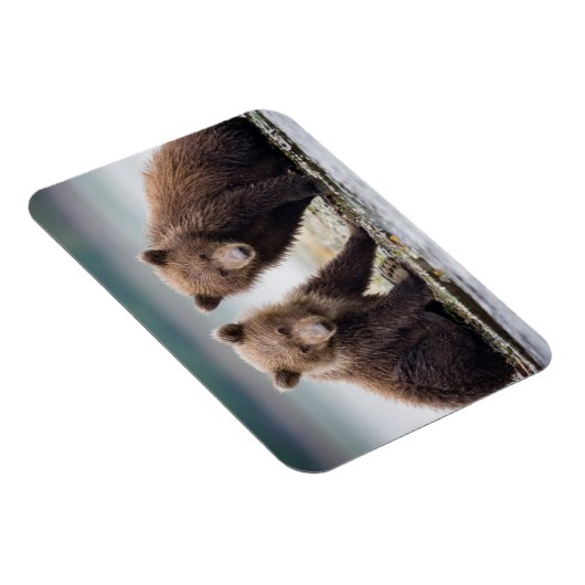 最も可愛い赤ん坊の動物 | 2つのクマの子ネコ マグネット (右側)