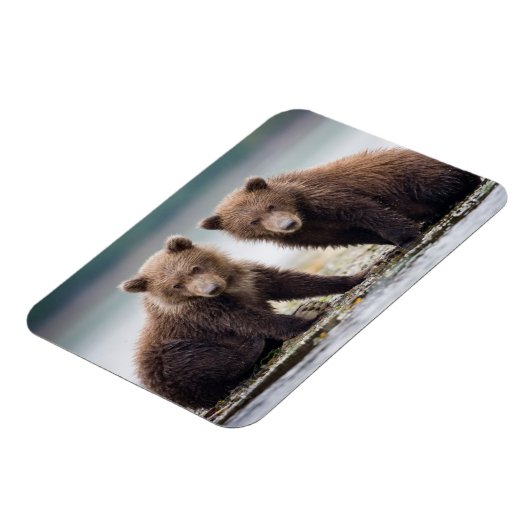 最も可愛い赤ん坊の動物 | 2つのクマの子ネコ マグネット (左側)