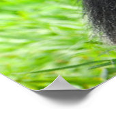 最も可愛い赤ん坊の動物 | 2つのチンパンジー ポスター (角)