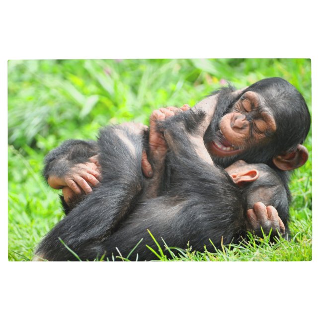 最も可愛い赤ん坊の動物 | 2つのチンパンジー メタルプリント (正面)
