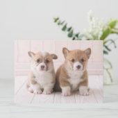 最も可愛い赤ん坊の動物 | 2つのベビーコーギス座り サンキューカード (スタンド正面)