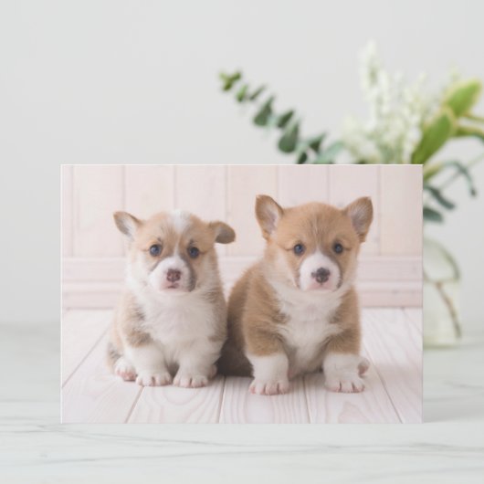 最も可愛い赤ん坊の動物 | 2つのベビーコーギス座り サンキューカード (スタンド正面)