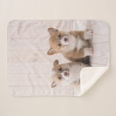 最も可愛い赤ん坊の動物 | 2つのベビーコーギス座り シェルパブランケット (正面(横))