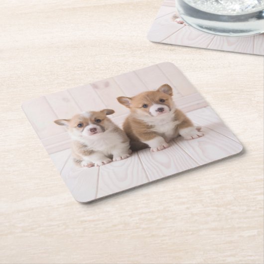 最も可愛い赤ん坊の動物 | 2つのベビーコーギス座り スクエアペーパーコースター (アングル)