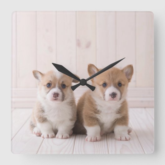 最も可愛い赤ん坊の動物 | 2つのベビーコーギス座り スクエア壁時計 (正面)