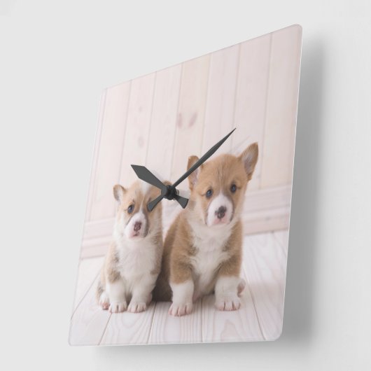 最も可愛い赤ん坊の動物 | 2つのベビーコーギス座り スクエア壁時計 (傾斜)