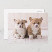 最も可愛い赤ん坊の動物 | 2つのベビーコーギス座り ポストカード (正面/裏面)