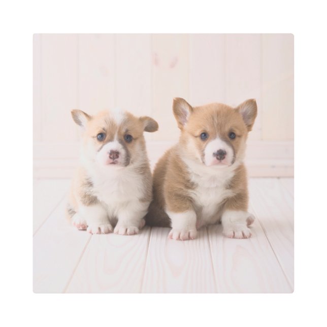 最も可愛い赤ん坊の動物 | 2つのベビーコーギス座り メタルプリント (正面)