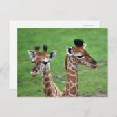 最も可愛い赤ん坊の動物 | 2つのベビー ポストカード (正面/裏面)