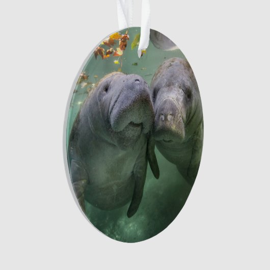 最も可愛い赤ん坊の動物 | 2つのマナティー オーナメント (正面)
