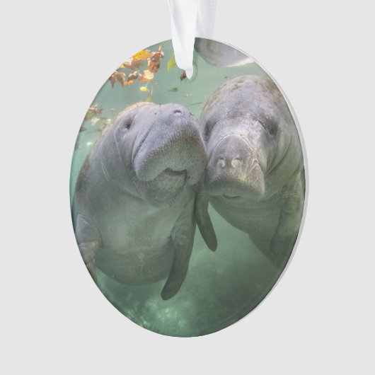 最も可愛い赤ん坊の動物 | 2つのマナティー オーナメント (正面)