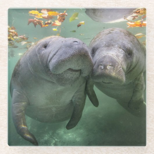 最も可愛い赤ん坊の動物 | 2つのマナティー ガラスコースター (正面)