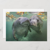 最も可愛い赤ん坊の動物 | 2つのマナティー サンキューカード (正面/裏面)