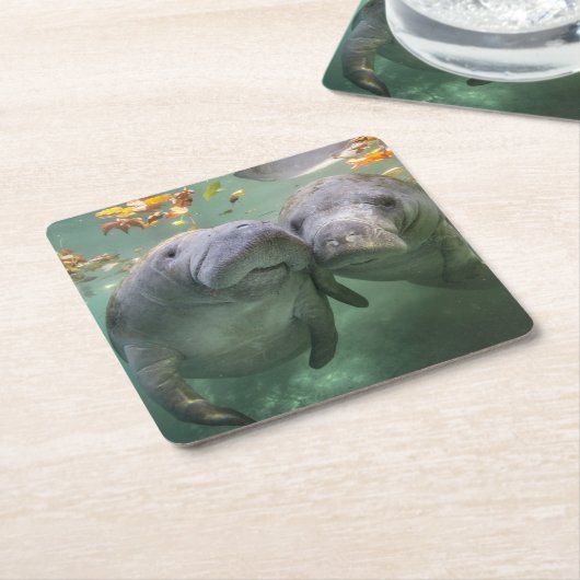 最も可愛い赤ん坊の動物 | 2つのマナティー スクエアペーパーコースター (アングル)