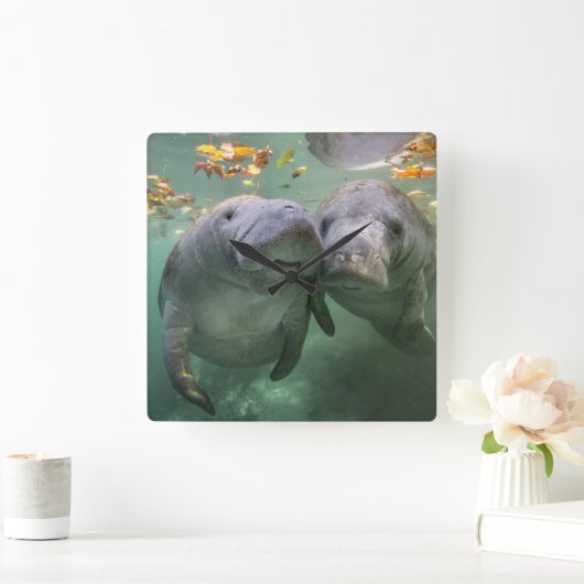 最も可愛い赤ん坊の動物 | 2つのマナティー スクエア壁時計 (ホーム)