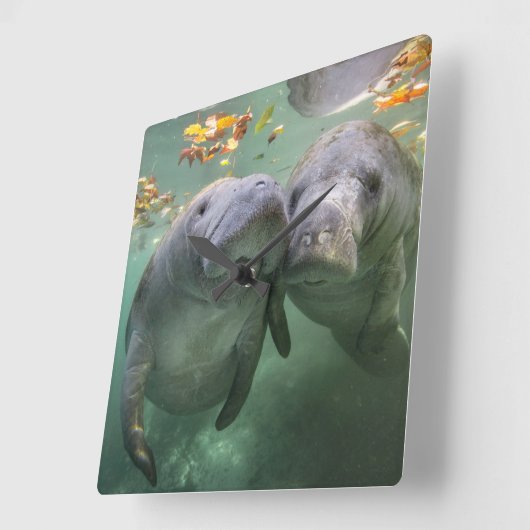 最も可愛い赤ん坊の動物 | 2つのマナティー スクエア壁時計 (傾斜)