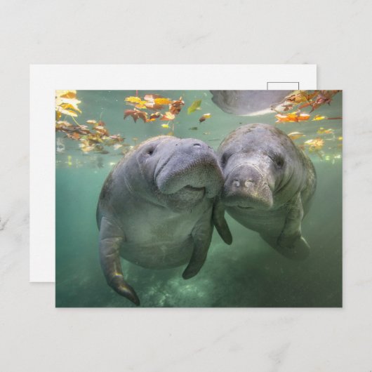 最も可愛い赤ん坊の動物 | 2つのマナティー ポストカード (正面/裏面)