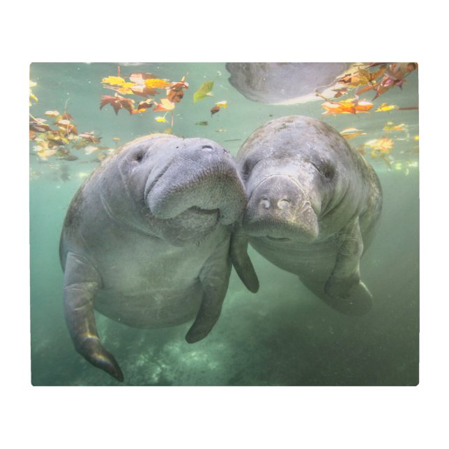 最も可愛い赤ん坊の動物 | 2つのマナティー メタルプリント (正面)