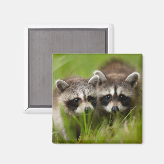 最も可愛い赤ん坊の動物 | 2つの若いアライグマ マグネット (正面/裏面)
