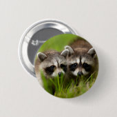 最も可愛い赤ん坊の動物 | 2つの若いアライグマ 缶バッジ (正面&裏面)