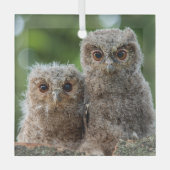 最も可愛い赤ん坊の動物 | 2つの若いフクロウ ガラスオーナメント (正面)