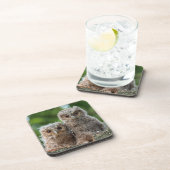 最も可愛い赤ん坊の動物 | 2つの若いフクロウ コースター (右側)