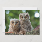 最も可愛い赤ん坊の動物 | 2つの若いフクロウ サンキューカード (正面)