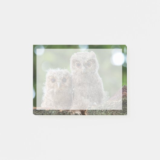 最も可愛い赤ん坊の動物 | 2つの若いフクロウ ポストイット (正面)