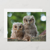 最も可愛い赤ん坊の動物 | 2つの若いフクロウ ポストカード (正面/裏面)