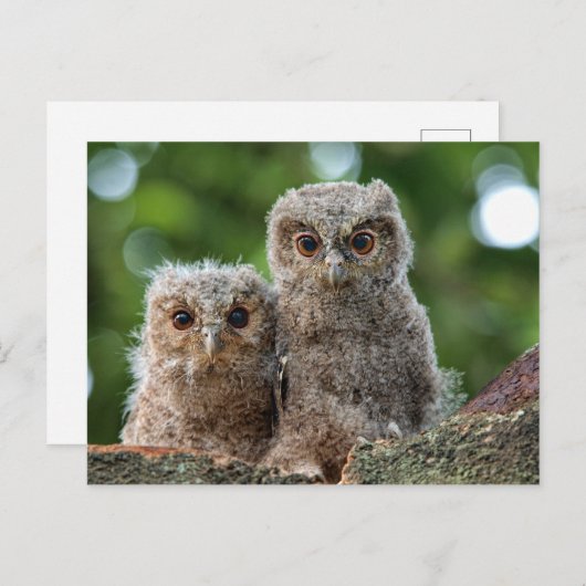 最も可愛い赤ん坊の動物 | 2つの若いフクロウ ポストカード (正面/裏面)
