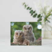 最も可愛い赤ん坊の動物 | 2つの若いフクロウ ポストカード (スタンド正面)
